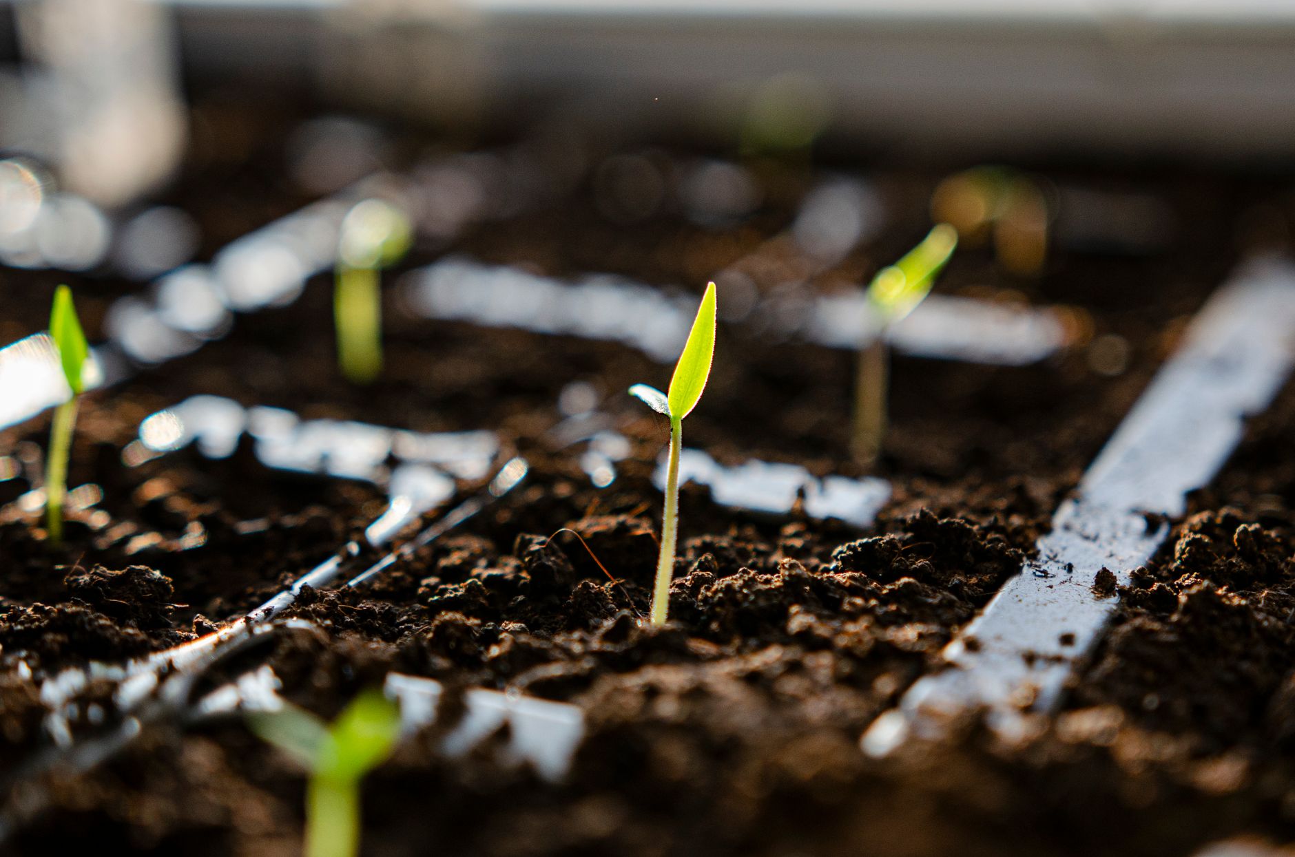 Is Biological Nitrogen Fixation the Best Approach for Agriculture?